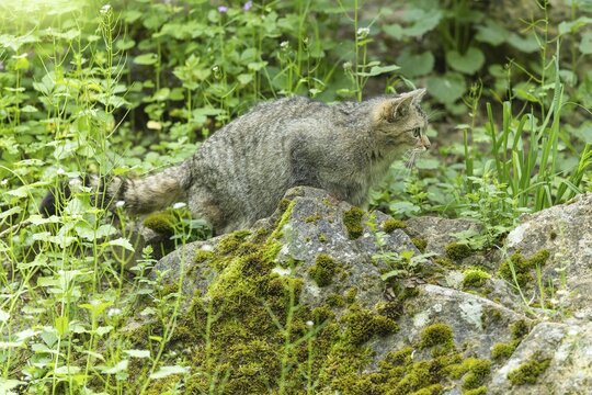 A wildcat moves between moss-covered stones and green plants in the forest, wildcat (Felis silvestris)