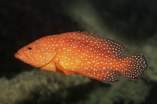 Vermillion seabass (Cephalopholis miniata) Andaman Sea, Mu Ko Similan National Park, Similan Islands, Phang Nga Province, Thailand