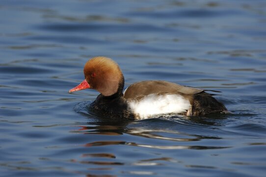 Red-crested Pochard (Netta rufina)