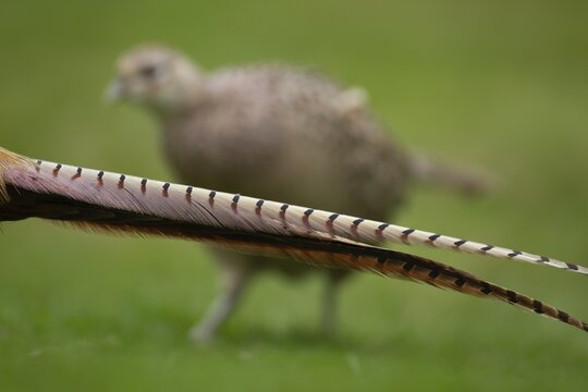 Common or Ring-necked pheasant (Phasianus colchicus) adult female bird standing a male birds tail feathers, Norfolk, England, United Kingdom