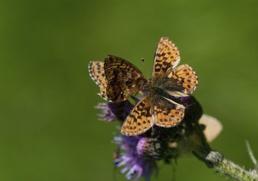 Boloria aquilonaris, cranberry fritillary, high moor mother-of-pearl butterfly, cranberry moth, butterfly, insects, butterfly, butterflies