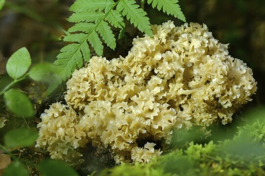 Bear skull, faisterling, fat hen, jewbeard, curly hen, curly goatbeard, giant morel, sparassis crispa, goatbeard, cauliflower fungus, fungi, fungus, mushrooms