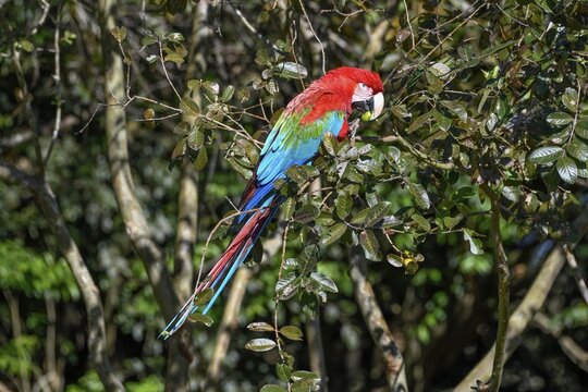 Red-and-green macaw (Ara chloroptera) eats, Cambyret&aacute;, Esteros del Iber&aacute;, Corrientes Province, Argentina