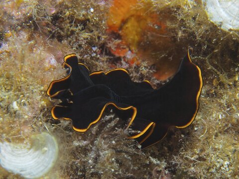 Black yellow-burn flatworm (Prostheceraeus splendidus), swirl worm, with black color and yellow border in the Mediterranean near Hy&egrave;res, Giens peninsula diving site, Porquerolles, Provence, C&ocirc;te d'Azur, France