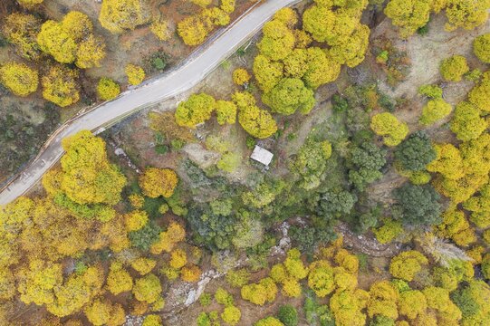 Sweet chestnut trees (Castanea sativa) in autumnal colours, aerial view, drone shot, Genal river valley, M&aacute;laga province, Andalusia, Spain