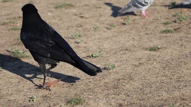 Close-up of a black crow walking and foraging on dry ground in an urban park on a sunny day. The bird pecks at the soil while searching for food, showing dark plumage, natural behavior, and wildlife 