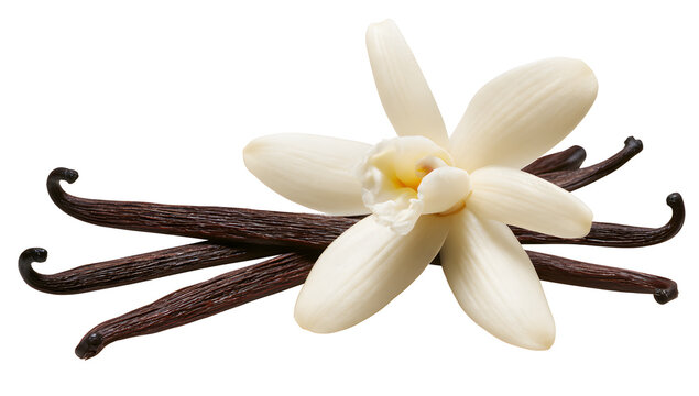 Delicate vanilla flower with dark brown vanilla beans, isolated on a transparent background