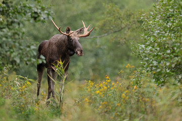 Łoś (Alces alces) moose © Bartosz Rakoczy