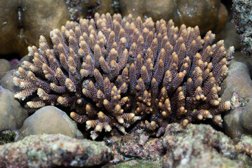 Stony corals of the genus Acropora. Recognized by their dense colonies. © StanleyRevaldo