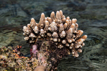 Stony corals of the genus Acropora. Recognized by their dense colonies. © StanleyRevaldo