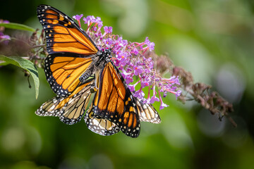 A pair of Monarch butterflies mating on purple butterfly bush flowers at Urquhart Butterfly Garden, Dundas, Ontario, Canada © Teresa