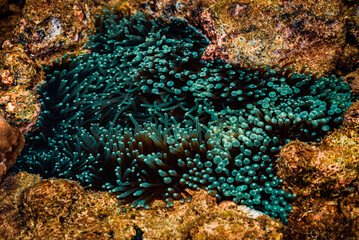 Bubble-tip sea anemone (Entacmaea quadricolor), known for its brownish-green tentacles with rounded, bubble-like tips © StanleyRevaldo