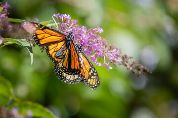A pair of Monarch butterflies mating on purple butterfly bush flowers at Urquhart Butterfly Garden, Dundas, Ontario, Canada © Teresa