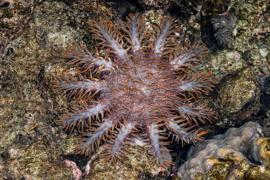 Crown-of-thorns starfish. Acanthaster planci
