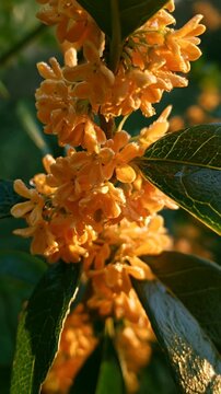 Macro of dense orange sweet olive flowers and dark shiny leaves bathed in warm light, an intimate botanical scene evoking osmanthus absolute and fine perfumery