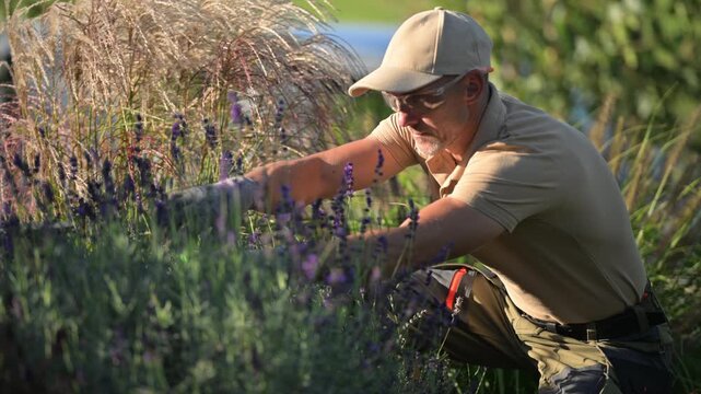 Gloved hands tending lavender in a garden border