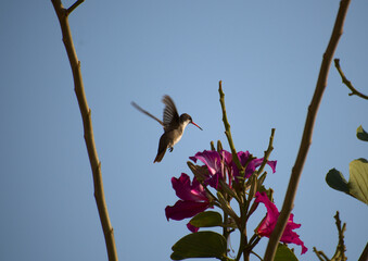 Hummingbird Hovering Over Magenta Orchid Tree Flowers © miguel