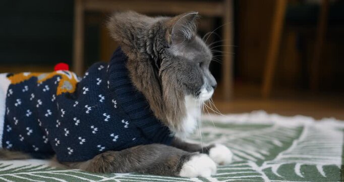 Grey fluffy cat wearing knitted winter sweater rests comfortably on floor rug indoors. Cute domestic feline looks aside with calm curious expression while relaxing in cozy living room setting.