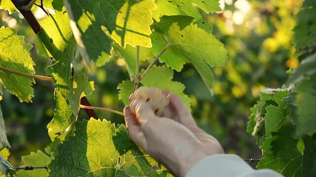 Winemaker cutting a cluster of ripe white grapes with vintage pruning shears during harvest, backlit by warm golden sunlight in the vineyard