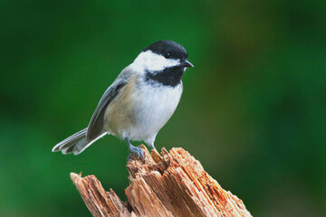Black-Capped Chickadee perches on a broken branch. © JackBulmer