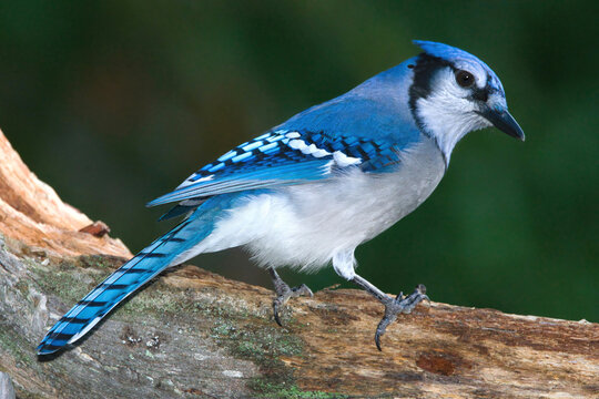 Portrait of a Blue Jay perched on a log.