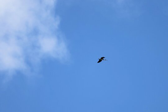 Straw-necked Ibis (Threskiornis spinicollis) in flight
