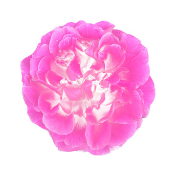 Close up of pink rose flower isolated on transparent background detailed petals, macro nature, botanical concept