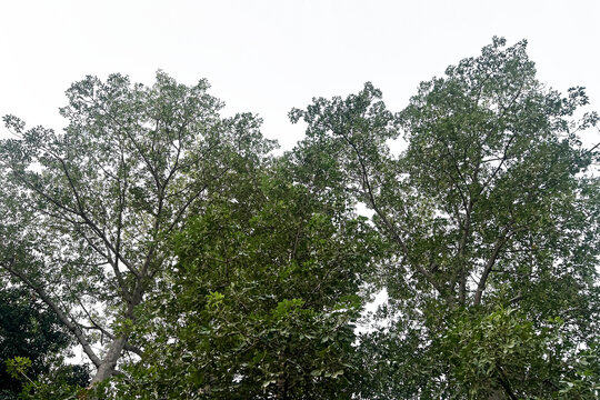 Tall green trees with branches and leaves against a transparent background, vertical shot from ground