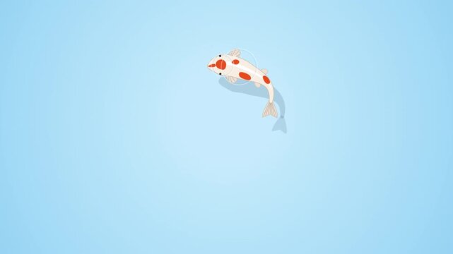 Top down view of colorful koi fish swimming in blue water