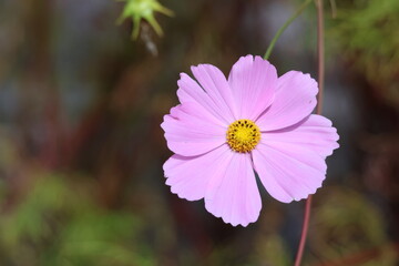 Fleur de cosmos rose au cœur jaune en gros plan © Bovek Photography