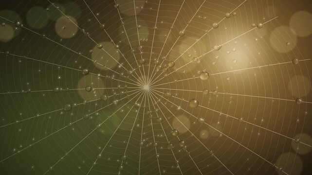 Dew drops on a spider web refracting sunrise light with soft bokeh, macro 4K seamless loop
