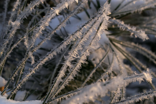 Frost-covered pine needles and branches in a winter forest close-up. Frozen evergreen foliage in nature. Winter season and cold weather. Ice crystal texture, woodland detail.