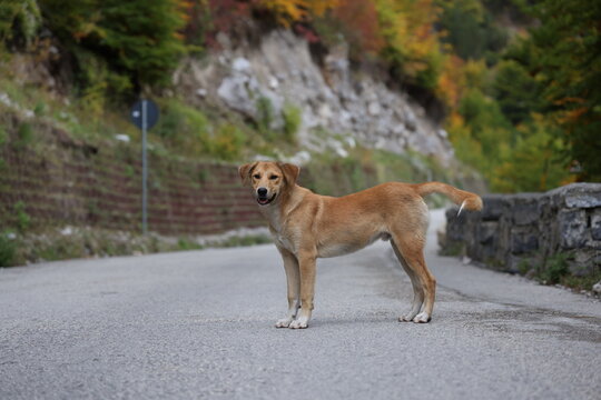 Chien brun sur une route bord&eacute;e de feuillage automnal