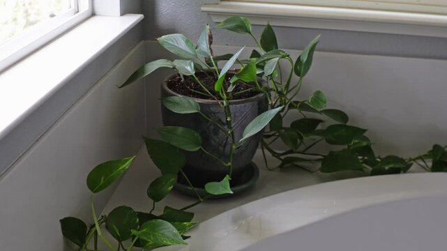 Potted pothos houseplant sitting on tiled ledge next to a white bathtub   