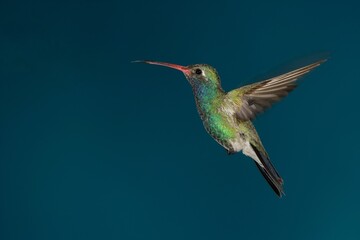 Broad-billed hummingbird in flight © willtu