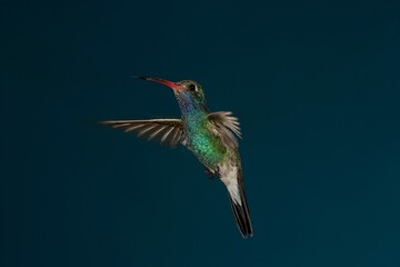 Broad-billed hummingbird in flight © willtu