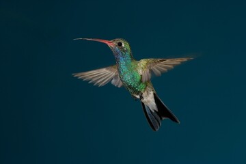 Broad-billed hummingbird in flight © willtu