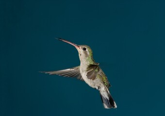Broad-billed hummingbird in flight, female or adolescent  © willtu