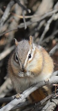 Cute chipmunk holds food close, surrounded by twigs