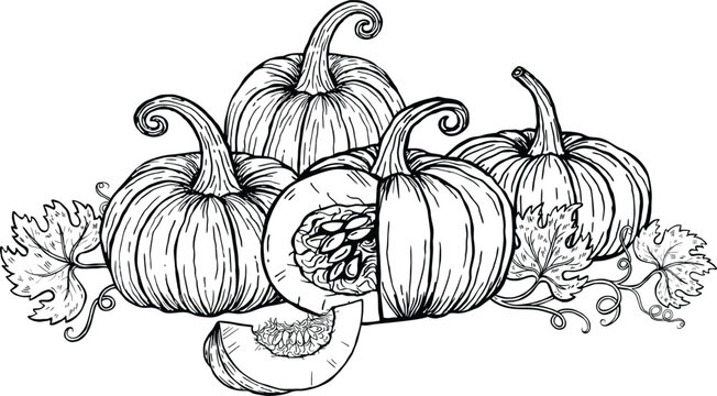 Hand drawn set of autumn pumpkins with leaves and vines for coloring book or seasonal harvest design