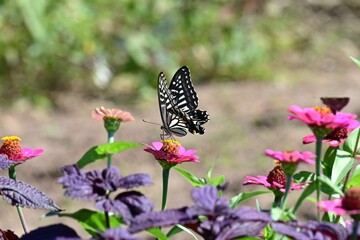 An Asian swallowtail butterfly sipping nectar from a zinnia flower. *Papilio xuthus* (Lepidoptera: Papilionidae). It is a butterfly native to Asia. © tamu