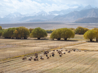 Fototapeta premium Cattle and sheep grazing in Xinjiang fields with snow mountains background