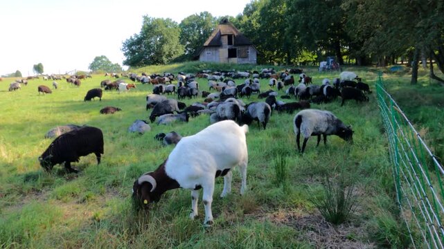 Sheep, Heidschnucken, and goats grazing in front of sheepfold, Wilsede, L&uuml;neburg Heath, Lower Saxony, Germany