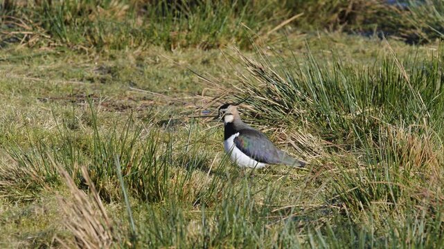 Northern Lapwing, Vanellus vanellus, birds on marshes at winter
