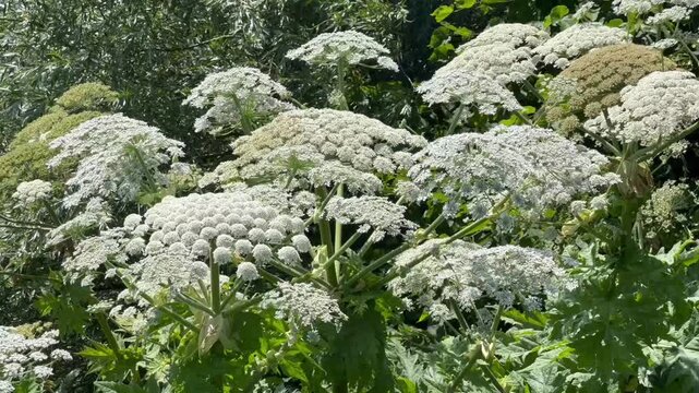 Giant hogweed (Heracleum mantegazzianum) in H&ouml;rte, Skurup community, Scania, Sweden, Scandinavia