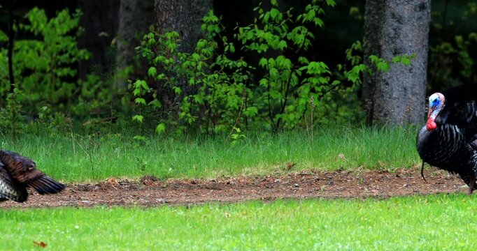 Wild turkey. Meleagris gallopavo. Male in courtship display. Region of La Mauricie, province of Quebec. Canada