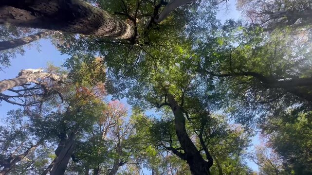 Looking up at the treetops in a forest, sunbeams shining through trees in autumn, Sendero Refugio Frey, Andes, San Carlos de Bariloche, Rio Negro Province, Argentina