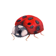 Red ladybug with black spots painted in watercolor for garden, nature, ecology, beneficial insects, biological pest control, agriculture and environmental design © _Julia_red