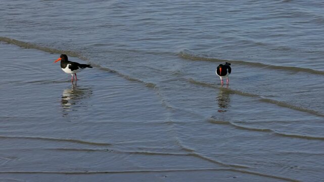 Two oystercatchers (Haematopodidae) on the beach, North Sea, Juist Island, East Frisian Islands, East Frisia, Lower Saxony, Germany