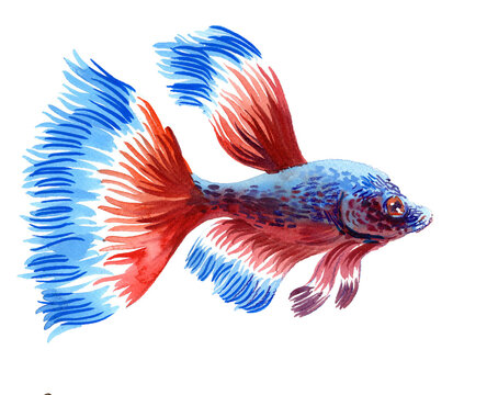 Hand-Drawn Watercolor Betta / Siamese Fighting Fish Illustration on White Background